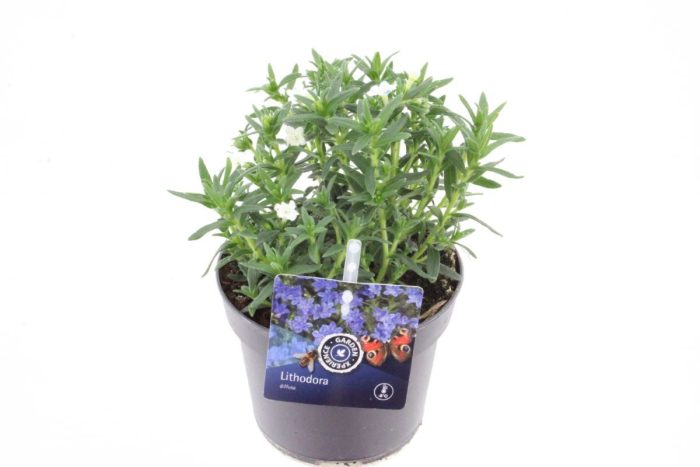 Lithodora diffusa Snow, D 13