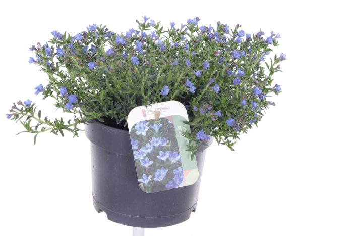 Lithodora diffusa Tidepool Sky Blue, D 17