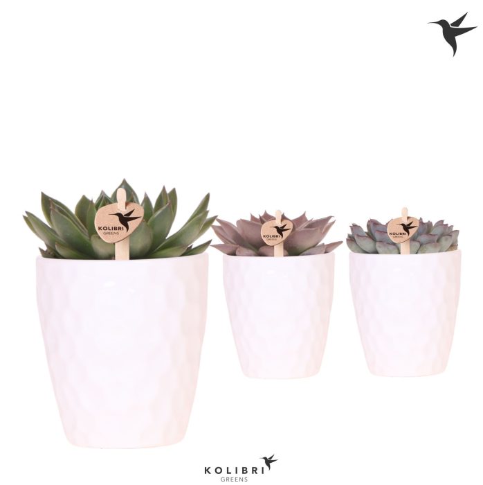 Kolibri Greens Echeveria mix in Honey pot, D 9