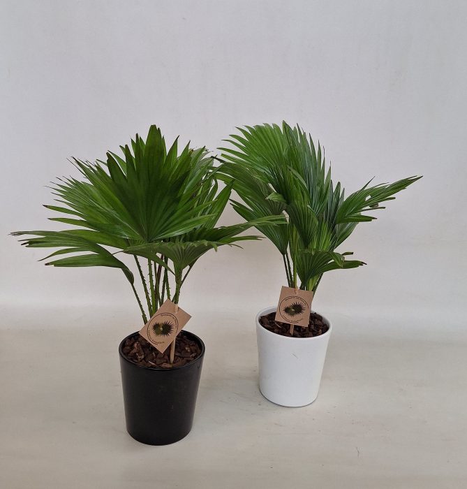 Livistona rotundifolia in keramiek konische pot, D 12