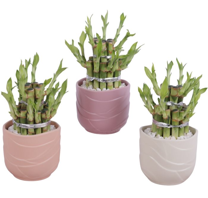 Lucky Bamboo Shape Round 2B Ø10cm Ceramic SE660, D 10