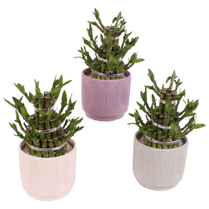 Lucky Bamboo Shape Round 3B Ø14cm Ceramic SE571, D 14
