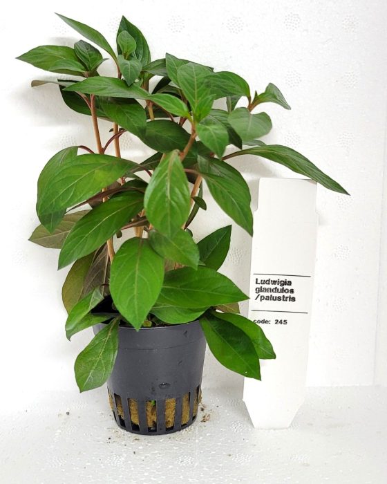 Ludwigia glandulosa, D 5