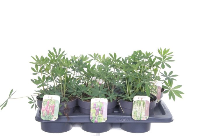 Lupinus Gallery mix, D 17