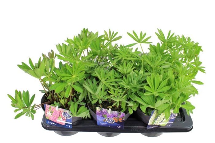 Lupinus Mini Gallery Yellow, D 17