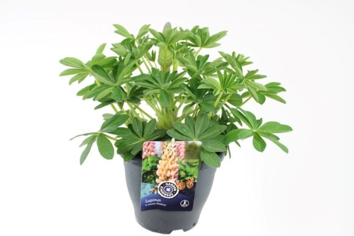 Lupinus West Country Gladiator, D 23