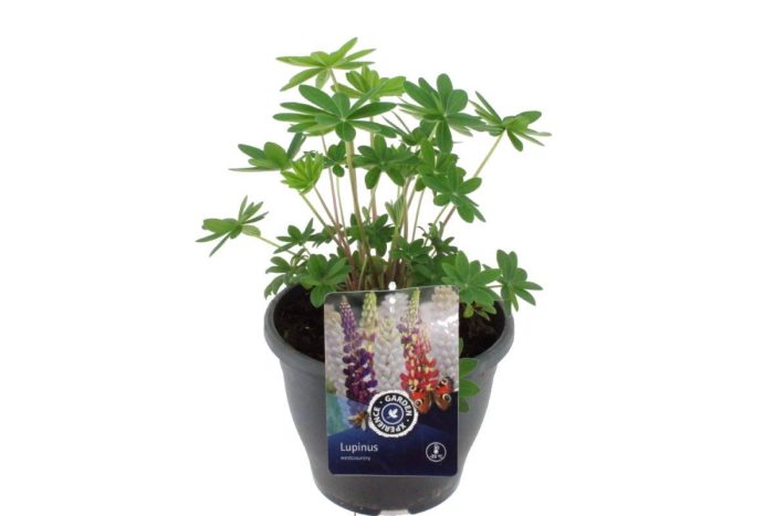 Lupinus West Country Tequila Flame, D 23