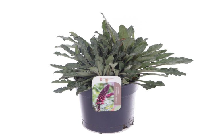 Lysimachia atropurpurea Beaujolais, D 17