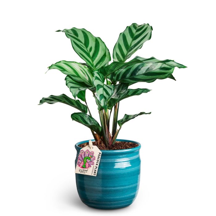 Maceta Teal, Calathea ´Freddy´, D 10