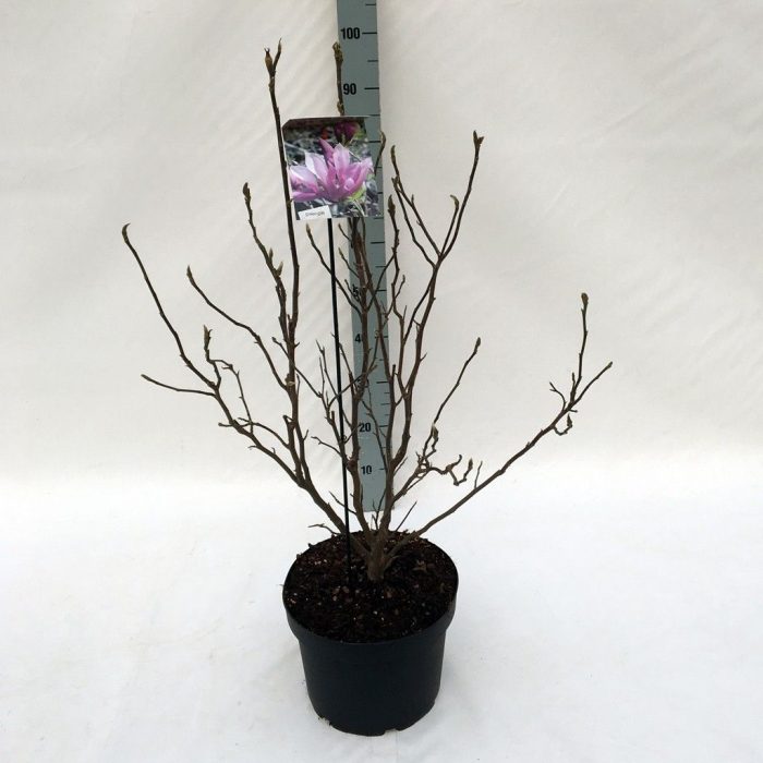 Magnolia 'Betty' (dark pink) - 29 cm (100 cm hoog), D 29