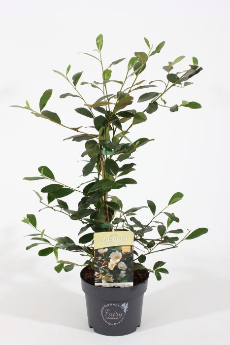 Magnolia 'Fairy'® Honey Velvet P19/C3, D 19