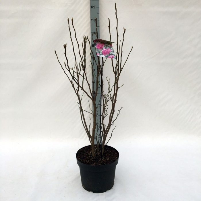 Magnolia 'Susan' (dark red) - 29 cm (100 hoog), D 29