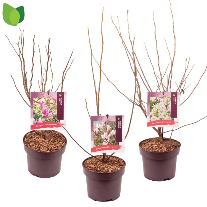 Magnolia C5/P23 MIX, D 23