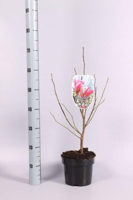 Magnolia Ricki, D 19