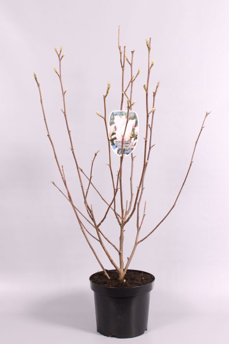 Magnolia soul 'Superba' geknopt, D 26