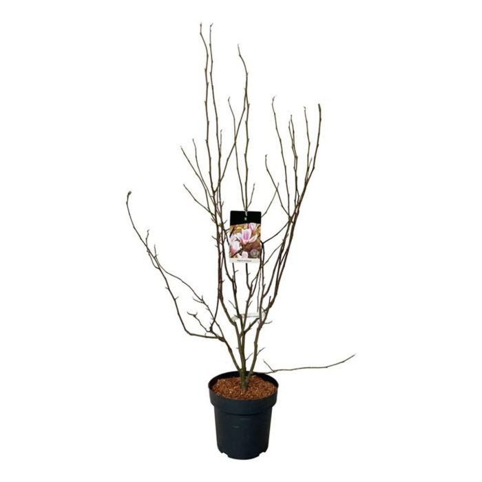 Magnolia soulangeana, D 32