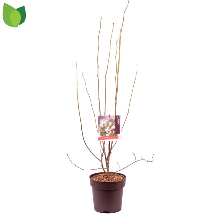 Magnolia soulangeana C10/P29, D 29