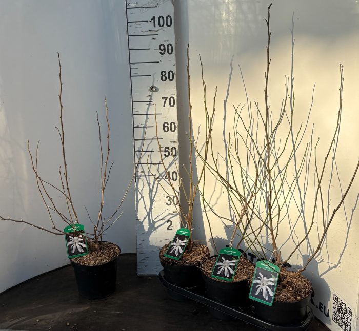 Magnolia stellata 'Waterlily' C3, D 19