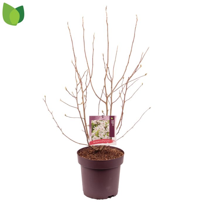 Magnolia stellata C13/P31, D 31
