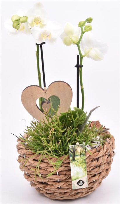 Mais mand 18cm, D 18