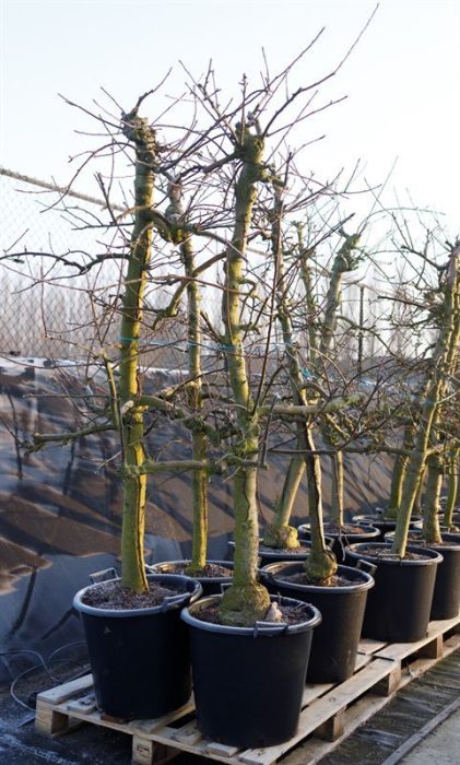 Malus dom. Elstar � 12 jaar Najaarsappel, D 55