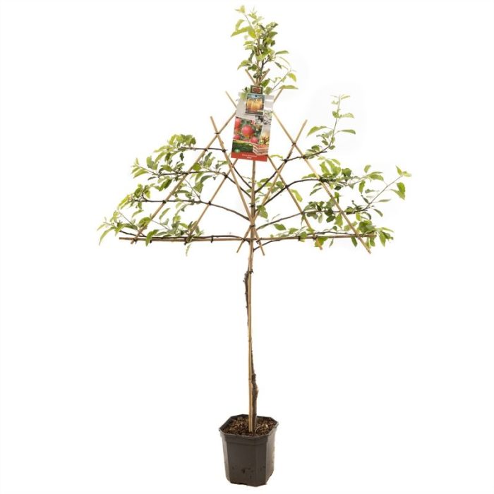 Malus dom. Gala leivorm Handappel, D 24