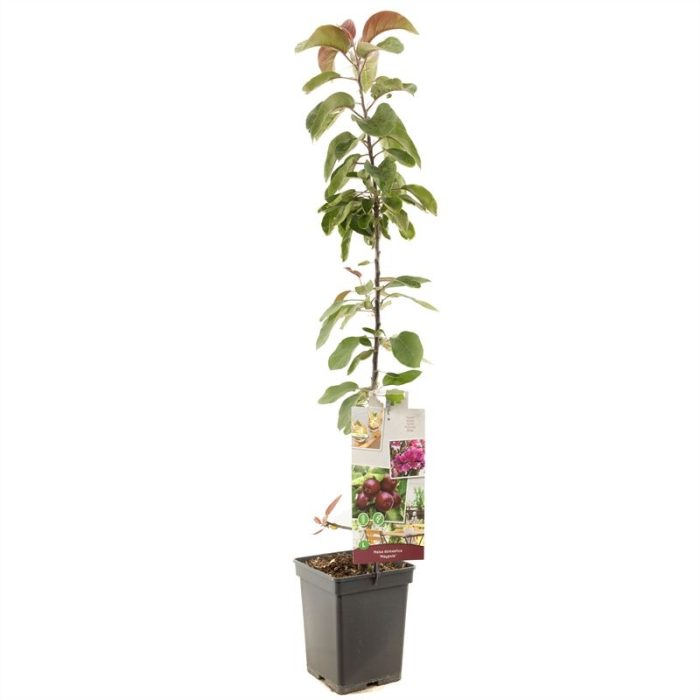 Malus dom. Maypole zuilvorm Purper rode appel, D 18