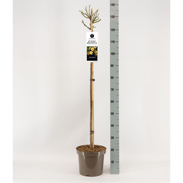 Rosa Sunny Siluetta ®, treurstam 110, C7.5, D 26