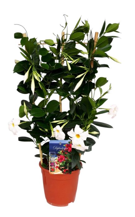 Mandeville 'Rio White' BAMBOO REK, D 19