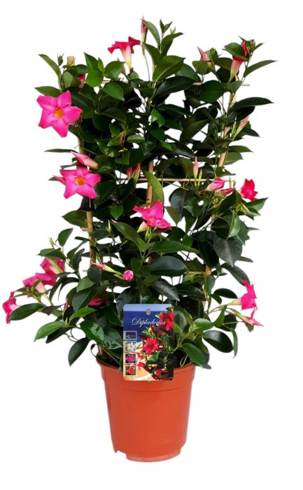 Mandeville 'roze' BAMBOO REK, D 19