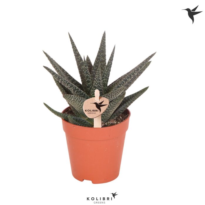 Kolibri Greens Succulenten Haworthia Royal Highness, D 9