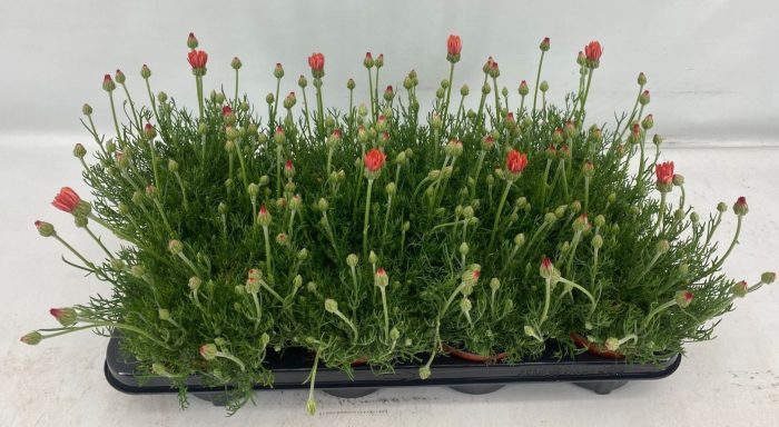 Rhodanthemum Zagora Oranje, D 12