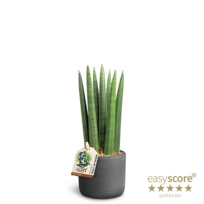 Raw Black, Sansevieria ´Straight´, D 7