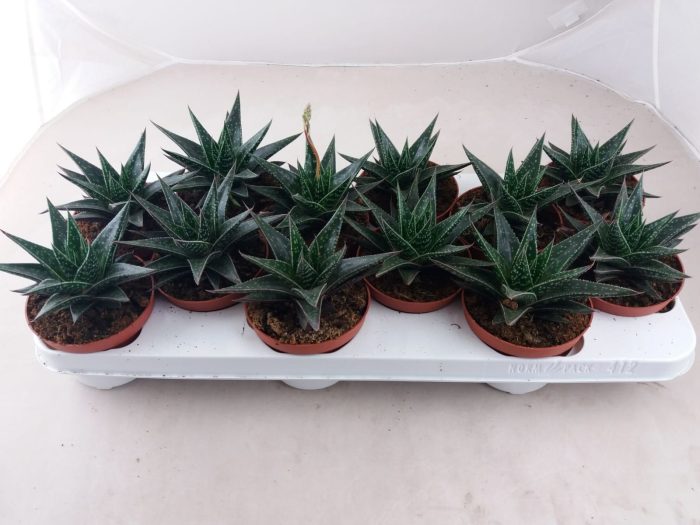 Gasteria Verrucosa, D 10,5