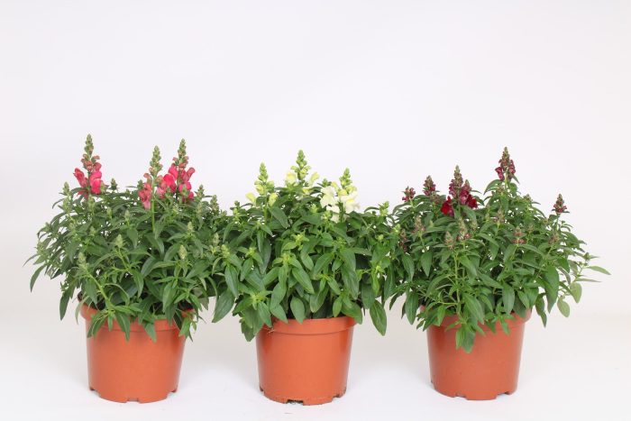 Antirrhinum majus mixkar, D 19