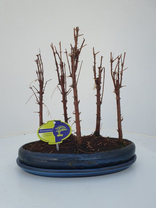 Metasequoia glyptostroboides, 30 cm., group 5 stem, with driptray, D 30