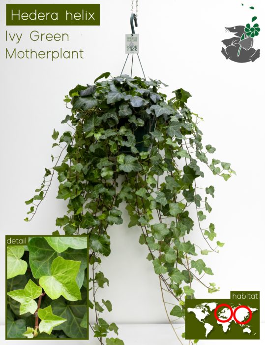 Hedera Wonder HP18, D 18