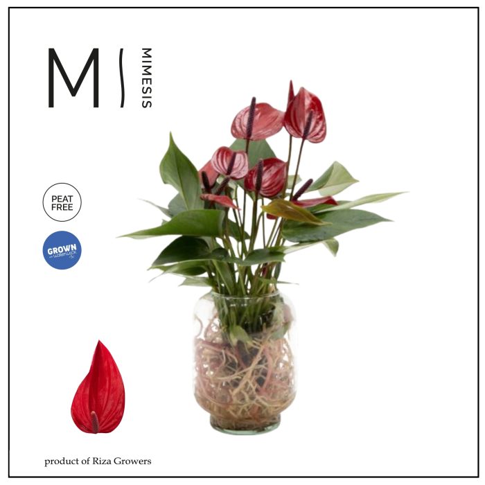 Mimesis Anthurium KARMA Banderola Lava - Aqua di Karma Chicago S, D 10