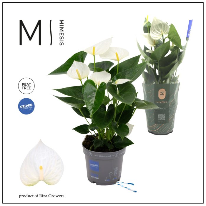 Mimesis Anthurium KARMA White - 12cm, D 12