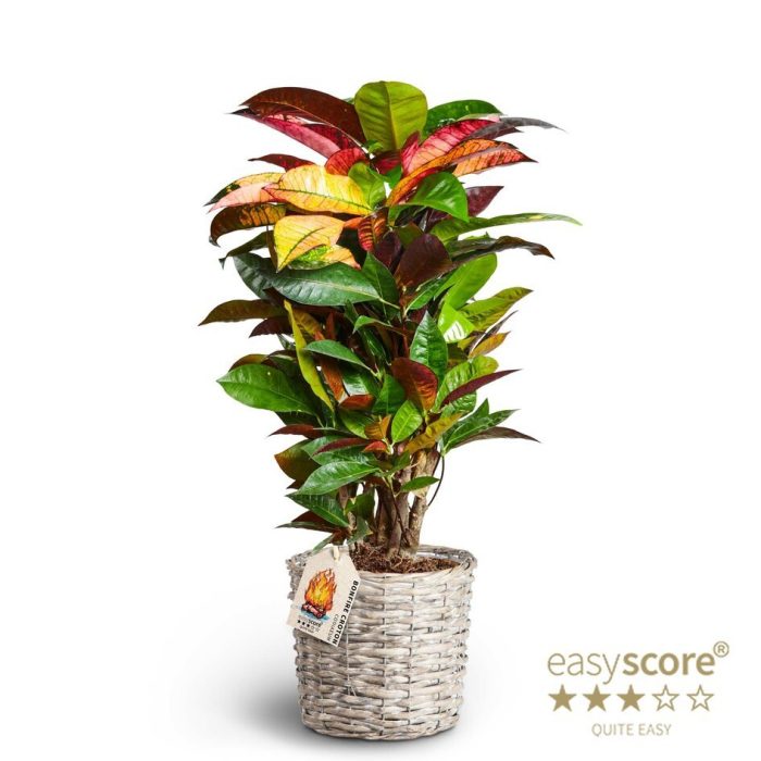Basket, Codiaeum ´Iceton´ Branched, D 19