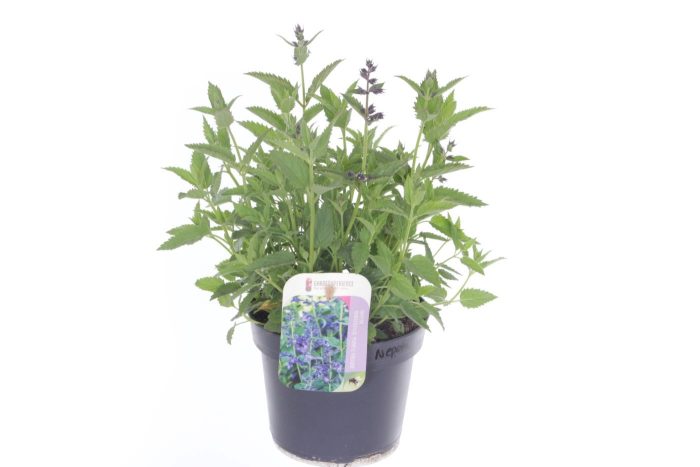 Nepeta subsessilis Purple Prelude, D 13