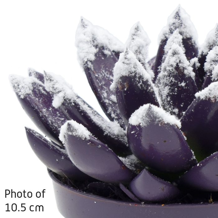 Miranda coloured dark purple + snow, D 6