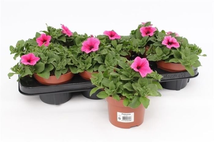 Petunia Pink, D 13