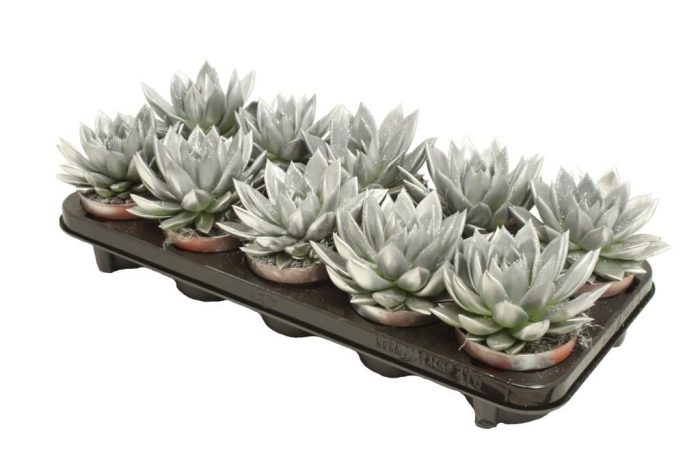 Miranda coloured silver + Natureglit®, D 10,5
