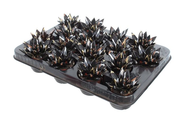 Miranda coloured Splash Xmas black, D 6