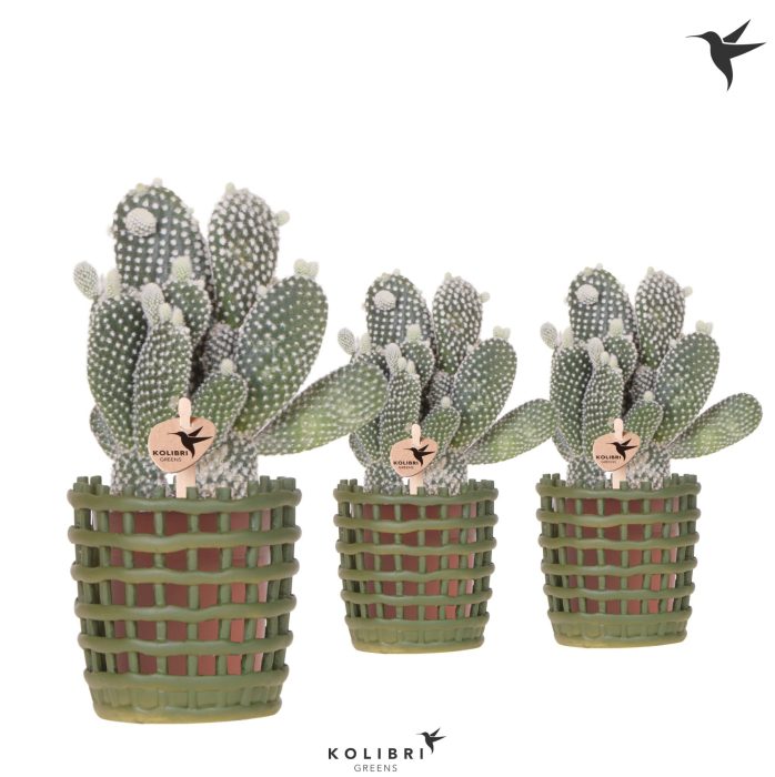 Kolibri Greens Opuntia white in Mesh pot green, D 9
