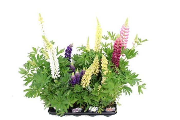 Lupinus mix, D 13