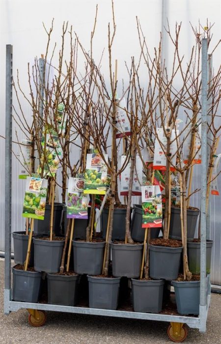 Mix CC Laagstam Fruitbomen 29 x laagstam bomen, D 24
