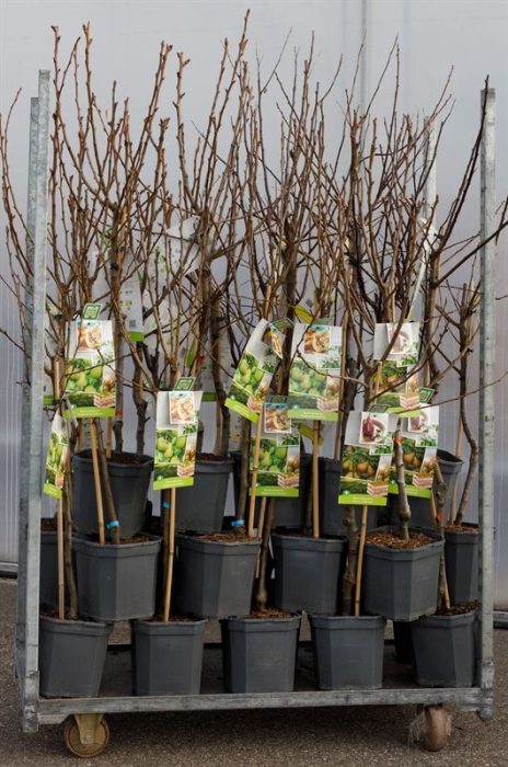 Mix CC Pyrus communis (Peer) 29 x laagstam peer, D 24