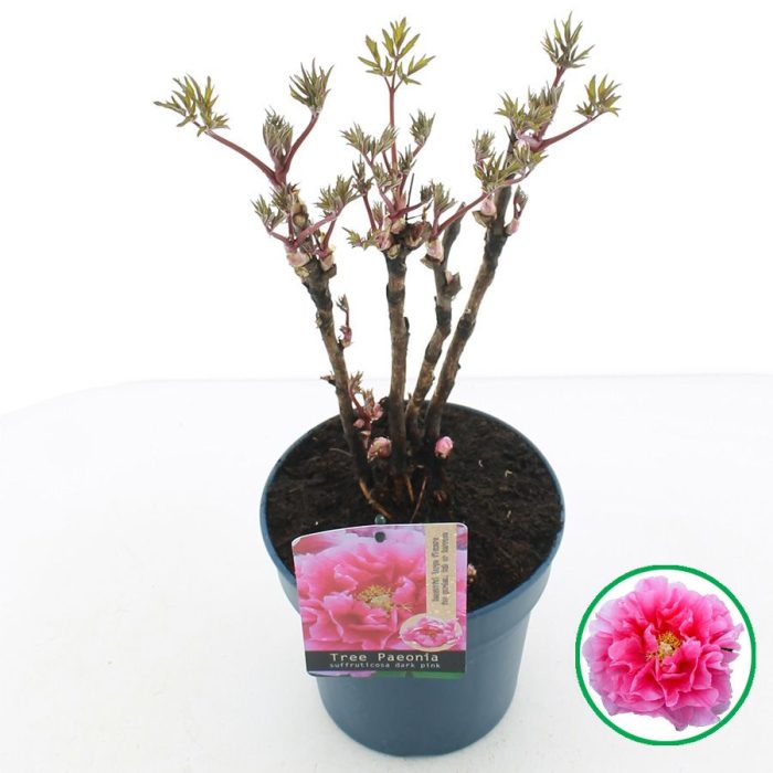 Paeonia suffruticosa donker Roze C3 (19cm.), D 19